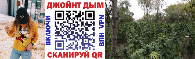 Конопля марихуана  закладки  Владикавказ 
